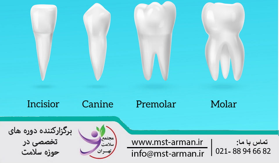 Types of teeth | انواع دندان