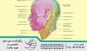 Anatomy of scalp sensory innervation | عصب گیری حسی اسکالپ | دستگاه عصبی مرکزی
