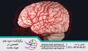 How is the blood supply to the brain | وظیفه شریان های خون رسانی در مغز