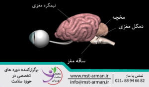 Introduction of cerebral nerves | معرفی اعصاب مغزی 