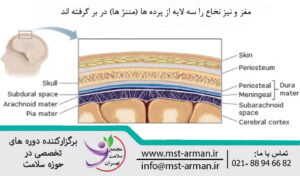نرم شامه