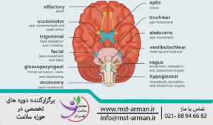 عصب فاسیال