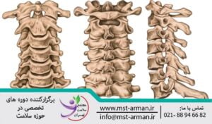 cervical vertebrae anatomy | معرفی اعصاب گردنی | عضلات اسکلتی سر و گردن