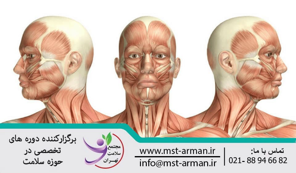 head and neck anatomy | معرفی آناتومی سر و گردن