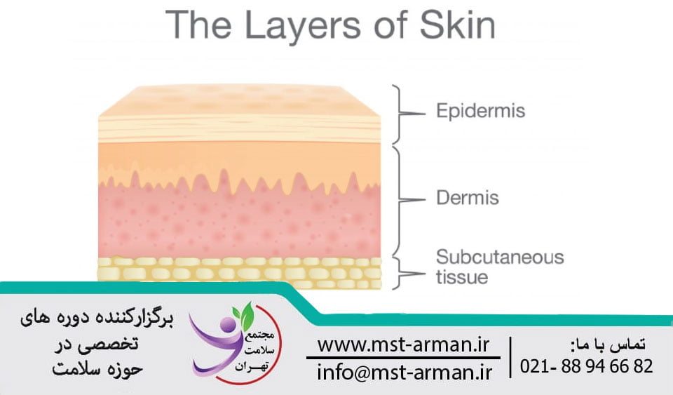 خارجی ترین لایه پوست | The outermost layer of the skin