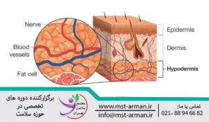The anatomical structure of the skin | هیپودرم چیست