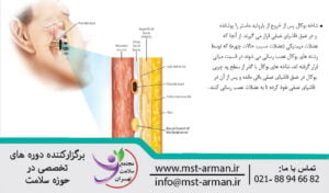 Buccal branch | انشعاب بوکال در صورت چیست