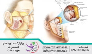 Dangerous areas and clinical anatomical relationship | ارتباط بین نواحی خطرناک عصب بوکال و زایگوماتیک