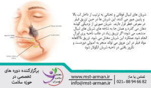 Description of the upper and lower labial arteries | شرح شریان های لبی بالا و پایین