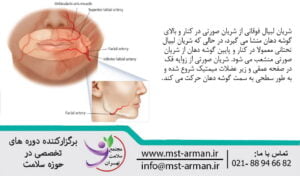 Description of the upper labial arteries | شرح شریان های لبی فوقانی