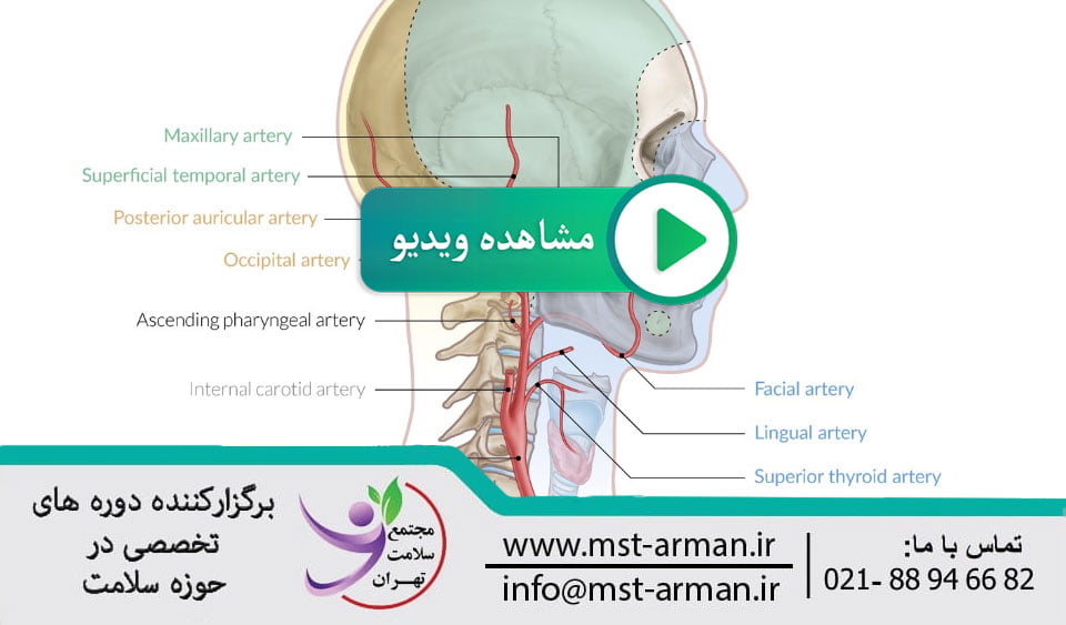 Head and neck neuroanatomy video | ویدیو نورو آناتومی سر و گردن