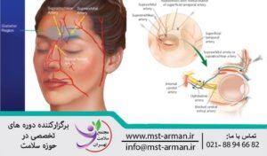 Rich anastomosis between supratrochlear arteries | آناستوموز غنی بین شریان های فوق تروکلر