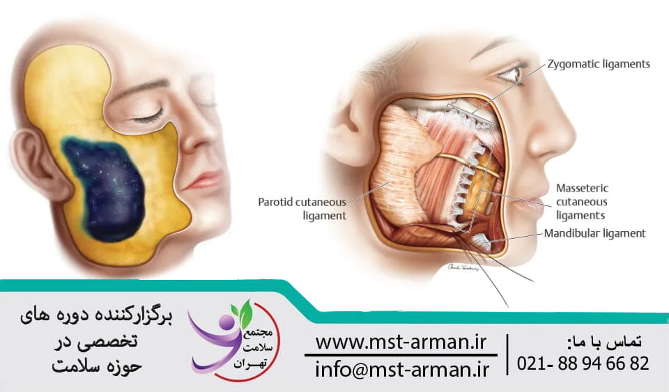 Zygomatic branch | انشعاب زایگوماتیک چیست
