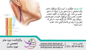Great auricular nerve | نواحی آسیب پذیر عصب بزرگ اوریکولار چیست