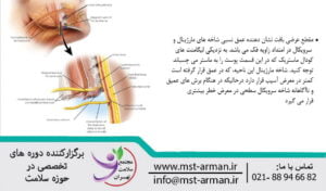 cervical branch and marginal of facial | انشعابات سرویکال و مارژینال در صورت