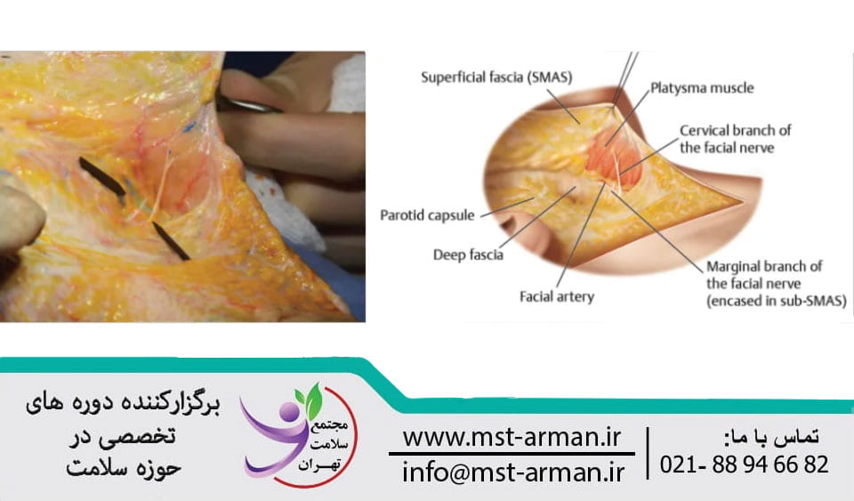 what is Cervical branch | انشعاب عصبی سرویکال در صورت چیست
