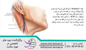 Great auricular nerve | عصب بزرگ اوریکولار چیست