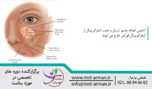Anatomy of the eye area | آناتومی ناحیه چشم