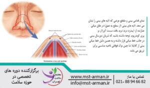Anterior view of the nose and its cross section | نمای قدامی بینی و مقطع آن