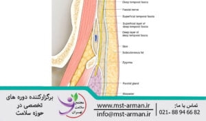 Path of the temporal branch of the facial nerve | مسیر شاخه تمپورال عصب فاسیال