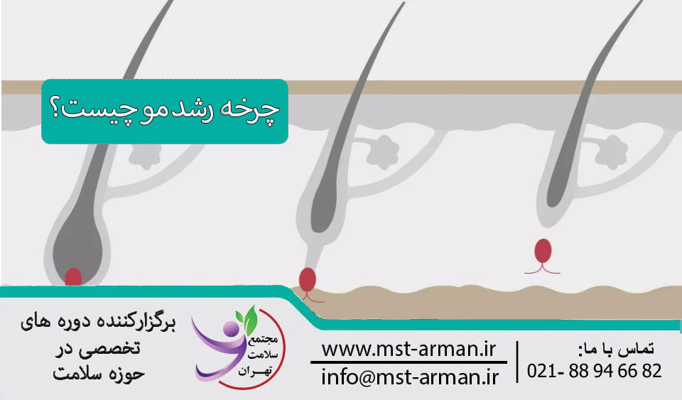 چرخه رویش مو